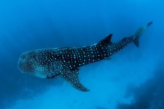 Los Cabos & activities